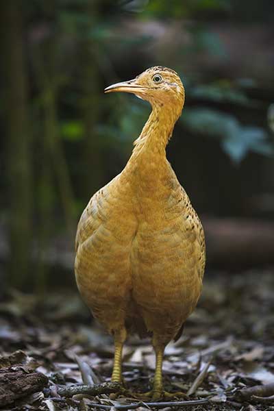 Kusacz rdzawoskrzydły (Rhynchotus rufescens)