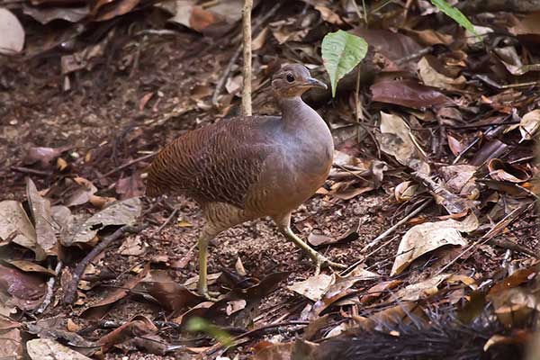 Kusacz żółtonogi (Crypturellus noctivagus)