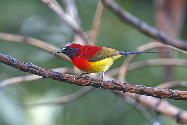 Kwiatownik ozdobny (Aethopyga gouldiae)