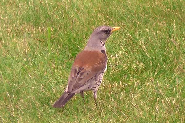 Kwiczoł (Turdus pilaris)