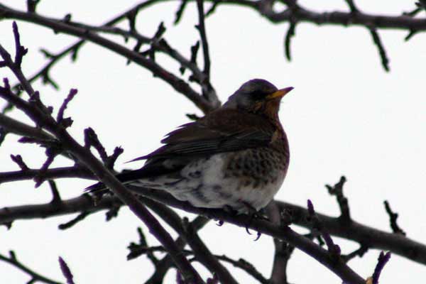 Kwiczoł (Turdus pilaris)