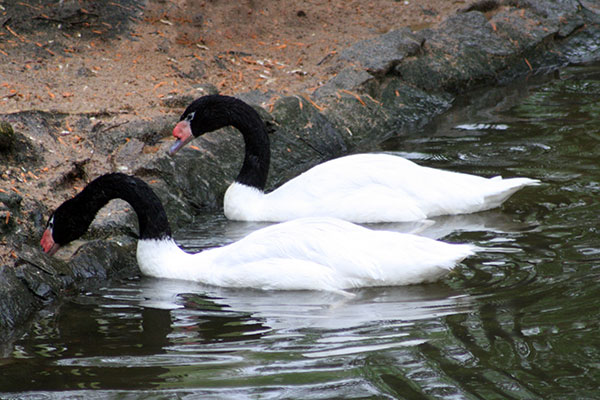 Łabędź czarnoszyi (Cygnus melancoryphus)