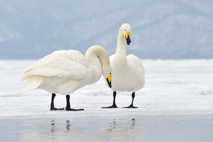 Łabędź krzykliwy (Cygnus cygnus)