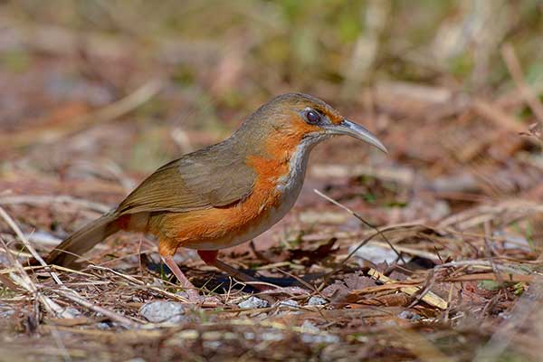 Sierpodziób rudolicy (Erythrogenys erythrogenys)