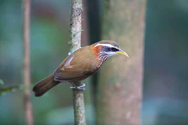 Łączniak rudoszyi (Pomatorhinus ruficollis)