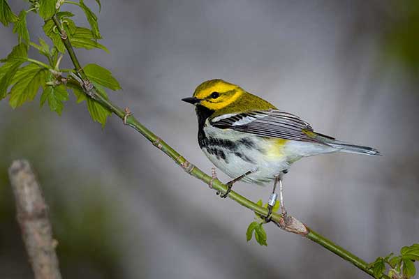 Lasówka czarnogardła (Setophaga virens)