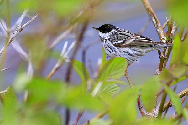 Lasówka czarnogłowa (Setophaga striata)