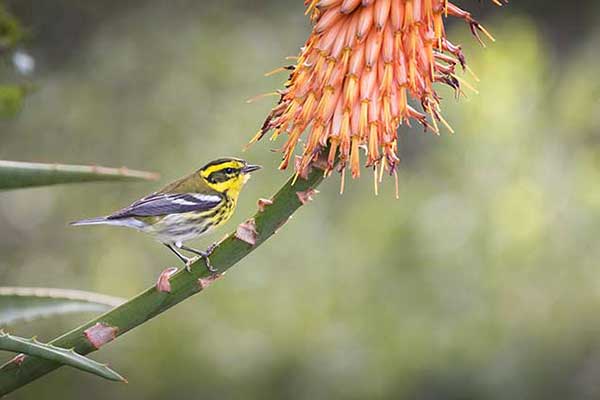 Lasówka czarnolica (Setophaga townsendi)