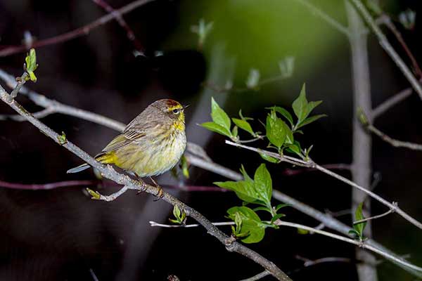 Lasówka kasztanowogłowa (Setophaga palmarum)