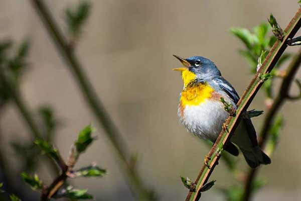 Lasówka obrożna (Setophaga americana)