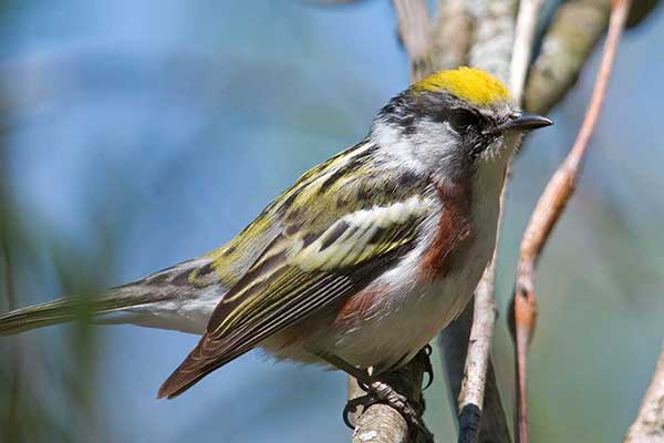 Lasówka rdzawoboczna (Setophaga pensylvanica)