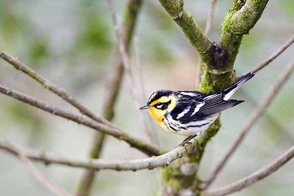 Lasówka rudogardła (Setophaga fusca)