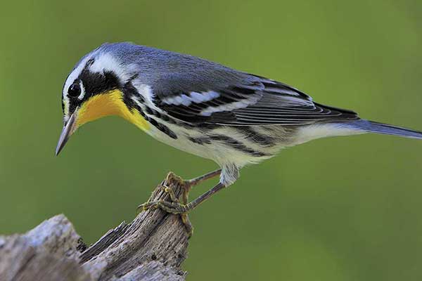 Lasówka szarogrzbieta (Setophaga dominica)