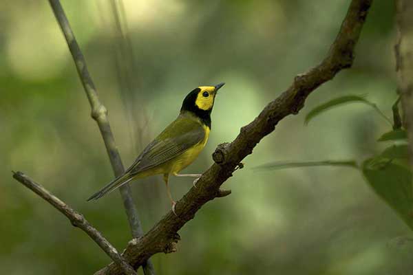 Lasówka żółtoczelna (Setophaga citrina)