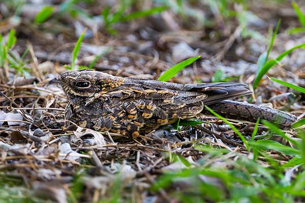 Lelek krótkoskrzydły (Caprimulgus asiaticus)