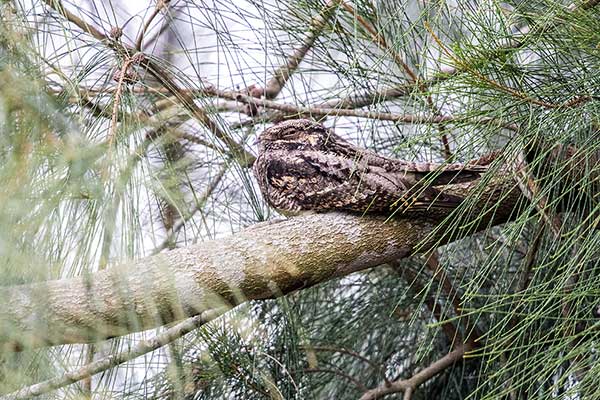 Lelek krótkosterny (Caprimulgus affinis)