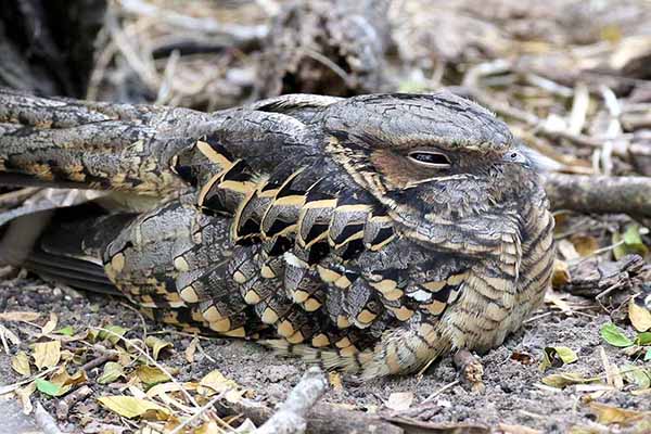 Lelkowiec białoszyi (Nyctidromus albicollis)