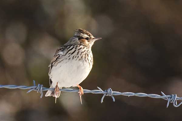 Lerka (Lullula arborea)