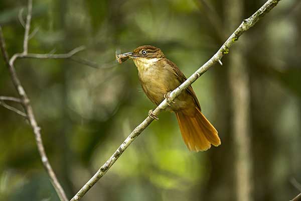 Liściak białooki (Automolus leucophthalmus)