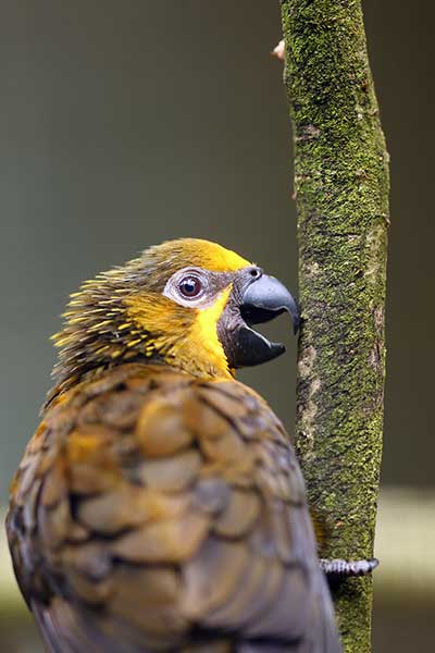 Lora oliwkowa (Chalcopsitta duivenbodei)