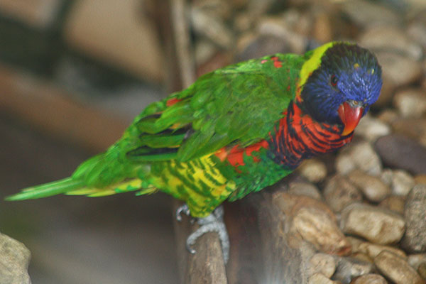 Lorysa górska (Trichoglossus haematodus)