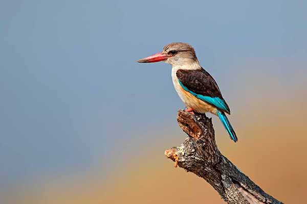 Łowiec brązowogłowy (Halcyon albiventris)