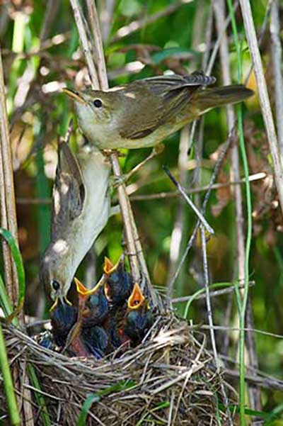 Łozówka (Acrocephalus palustris)