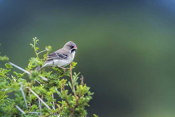 Łuskogłowik czarnobrody (Sporopipes squamifrons)