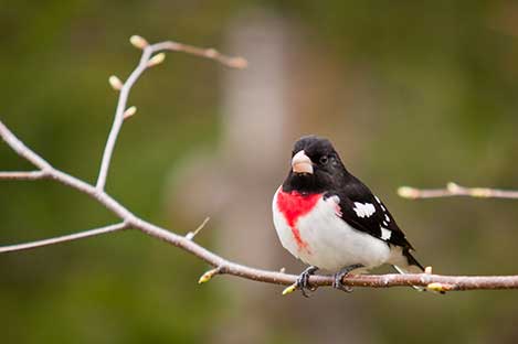 Łuszcz strojny (Pheucticus ludovicianus)