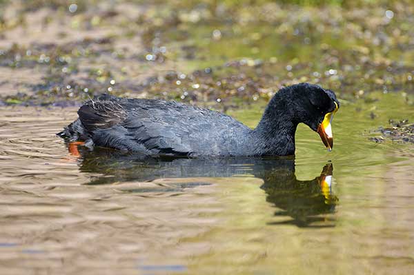 Łyska wielka (Fulica gigantea)