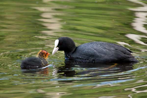 Łyska (zwyczajna) (Fulica atra)