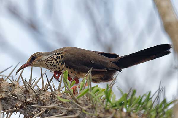 Madagaskarnik krzywodzioby (Monias benschi)