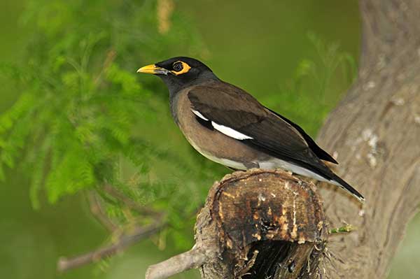 Majna brunatna (Acridotheres tristis)