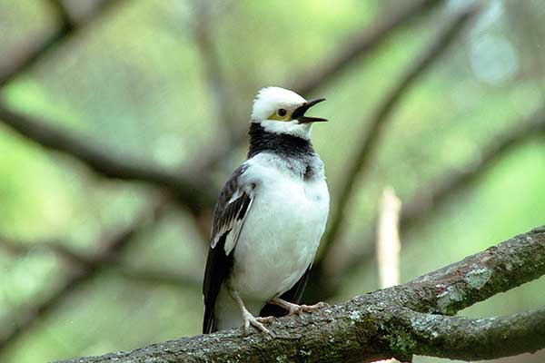 Majna czarnoskrzydła (Acridotheres melanopterus)