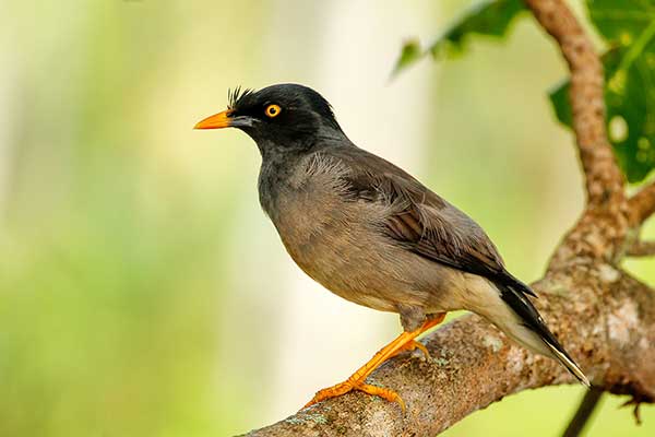 Majna szara (Acridotheres fuscus)