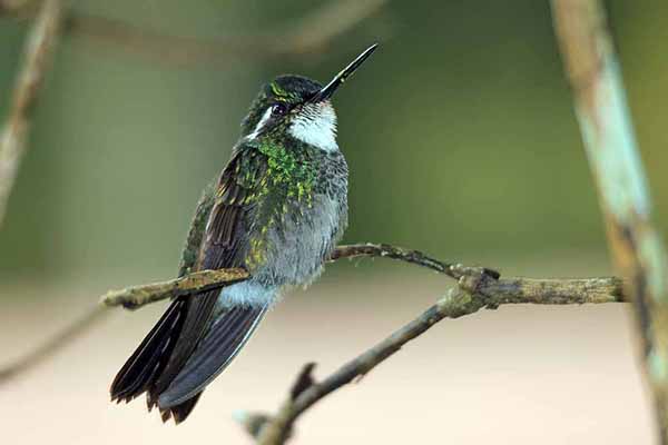 Malachicik białogardły (Lampornis castaneoventris)