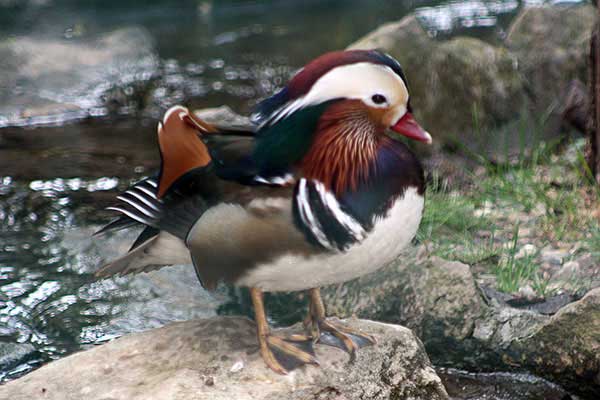 Mandarynka (Aix galericulata)