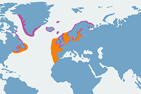Alka - mapa występowania na świecie
