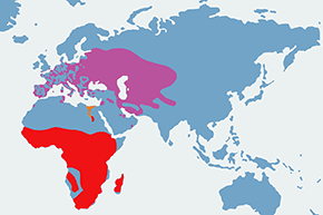 Bączek (zwyczajny) – mapa występowania na świecie