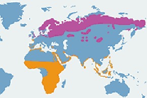 Batalion - mapa występowania na świecie