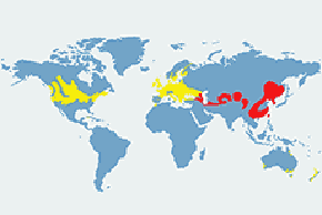 Bażant (zwyczajny) - mapa występowania na świecie