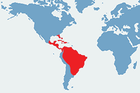 Bekaśnice - mapa występowania na świecie