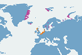 Bernikla białolica – mapa występowania na świecie