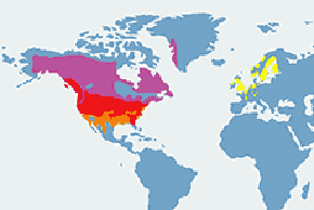 Bernikla kanadyjska – mapa występowania na świecie