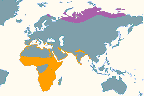 Biegus malutki – mapa występowania na świecie