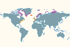Biegus morski - mapa występowania na świecie