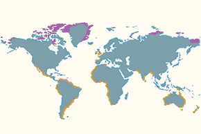 Biegus rdzawy – mapa występowania na świecie