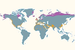 Biegus zmienny - mapa występowania na świecie