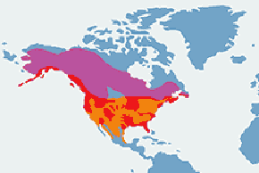 Bielik amerykański - mapa występowania na świecie