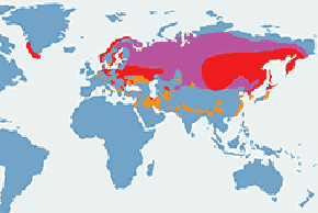 Bielik (zwyczajny) - mapa występowania na świecie